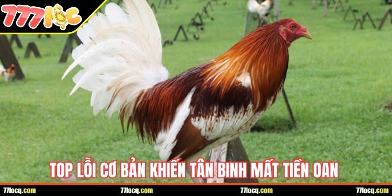 Bắt kèo đúng lúc mẹo giúp chơi gà chọi thu lời ổn định Bắt kèo đúng lúc mẹo giúp chơi gà chọi thu lời ổn định