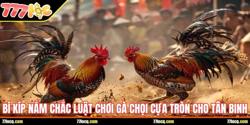 Bí kíp nắm chắc luật chơi gà chọi cựa tròn cho tân binh Bí kíp nắm chắc luật chơi gà chọi cựa tròn cho tân binh