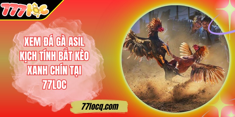 Xem Đá Gà Asil Kịch Tính Bắt Kèo Xanh Chín Tại 77Loc