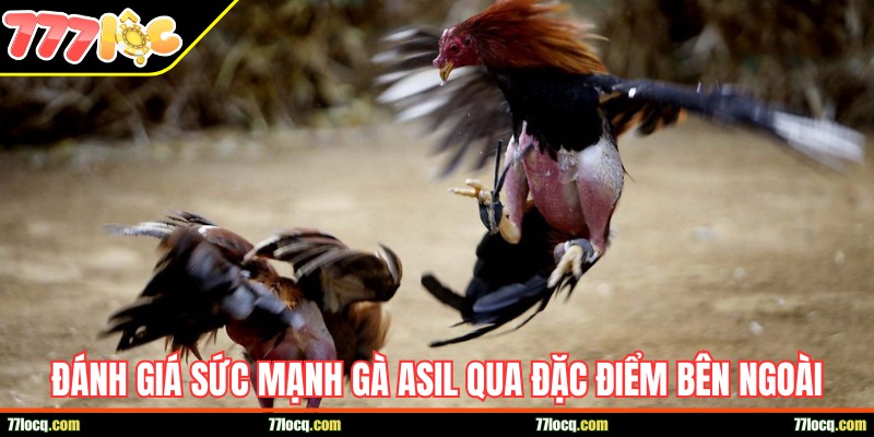Đánh giá sức mạnh gà Asil qua đặc điểm bên ngoài Đánh giá sức mạnh gà Asil qua đặc điểm bên ngoài