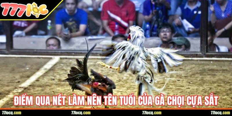 Điểm qua những nét làm nên tên tuổi của gà chọi cựa sắt Điểm qua những nét làm nên tên tuổi của gà chọi cựa sắt