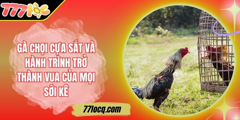 Gà Chọi Cựa Sắt Và Hành Trình Trở Thành Vua Của Mọi Sới Kê