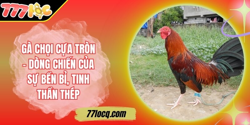 Gà Chọi Cựa Tròn – Dòng Chiến Của Sự Bền Bỉ, Tinh Thần Thép