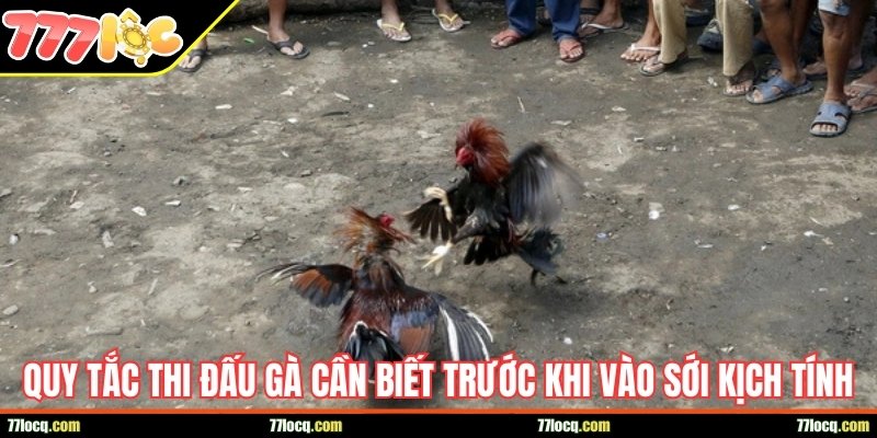 Quy tắc thi đấu gà bạn cần biết trước khi vào sới kịch tính Quy tắc thi đấu gà bạn cần biết trước khi vào sới kịch tính