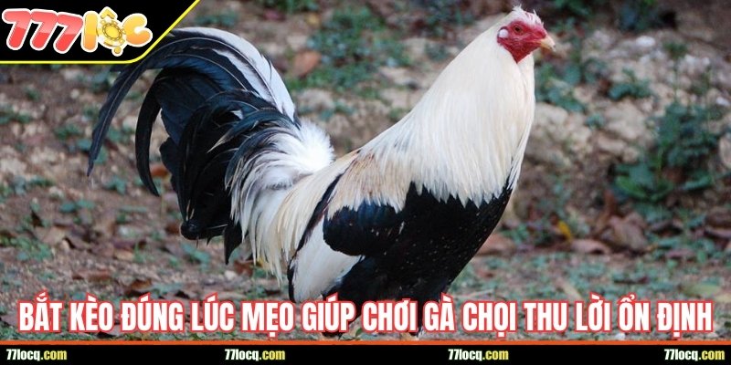 Top lỗi cơ bản khiến tân binh mất tiền oan trong cá cược Top lỗi cơ bản khiến tân binh mất tiền oan trong cá cược