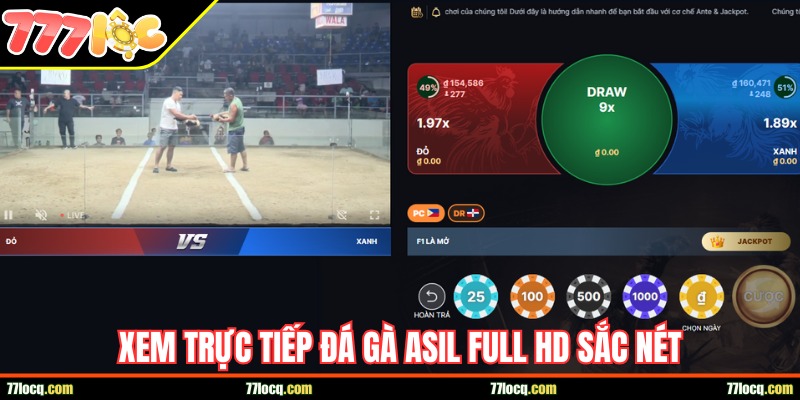 Xem trận gà Asil mượt mà hình ảnh full HD Xem trận gà Asil mượt mà hình ảnh full HD